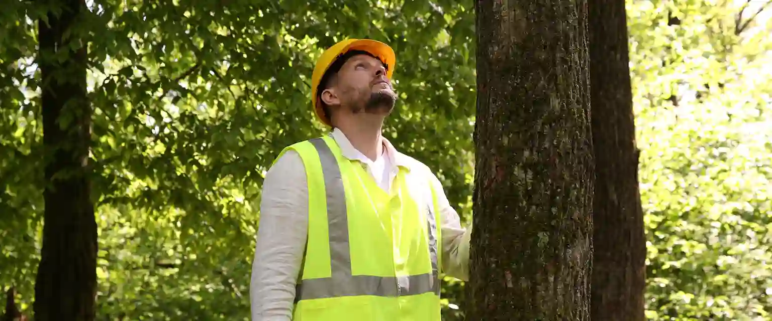 Baumkontrolle Baumpflege Baumkontrolle durch Fachmann durchführen lassen.