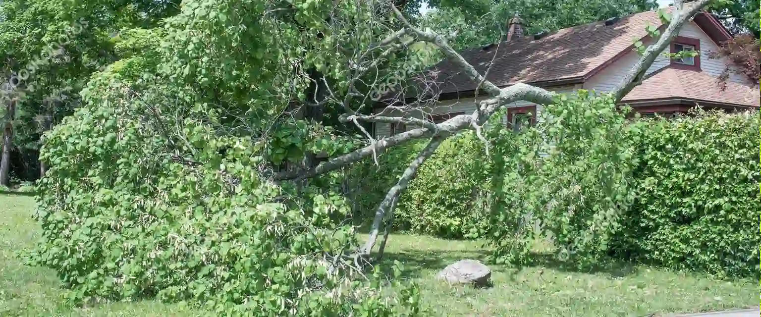 Baumkontrolle und Verkehrssicherheit Baumkontrolle und Verkehrssicherheit prüfen lassen