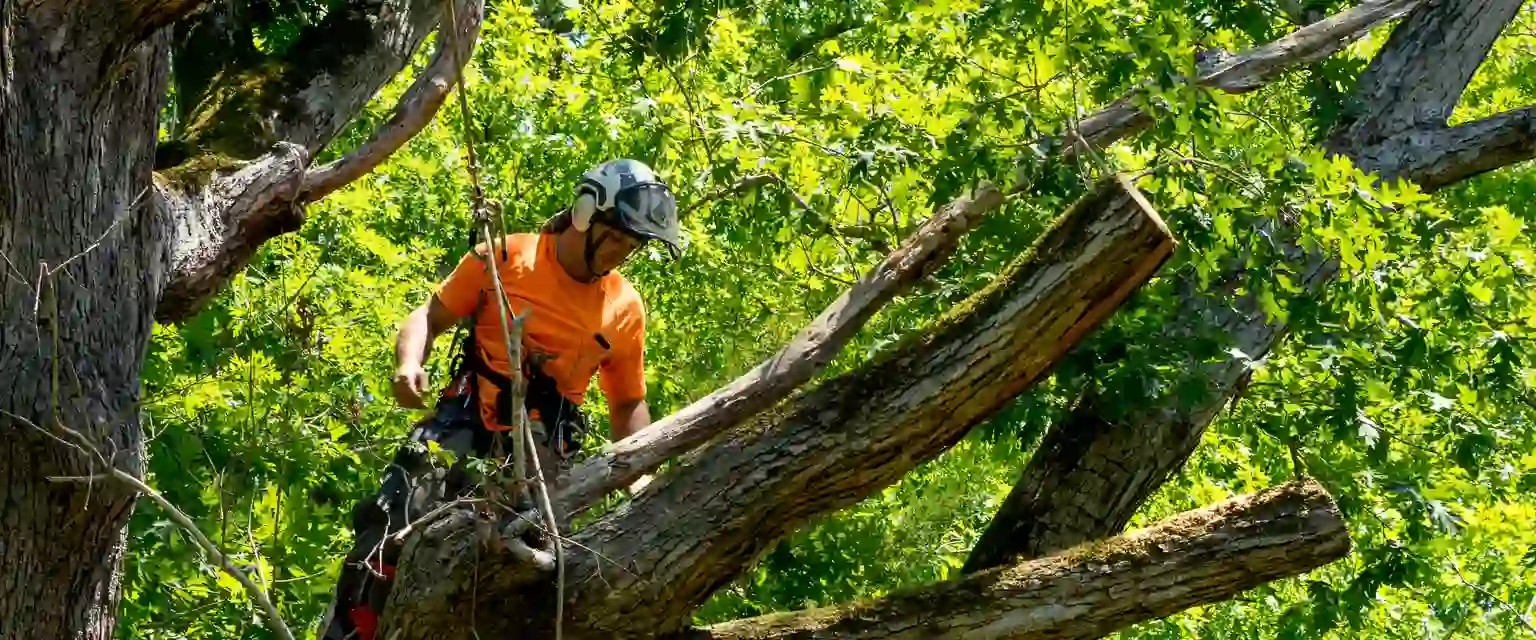 Seilklettertechnik Baumpflege Falkensee Falkensee Baumpfleger mit Seilklettertechnik beseitigt morsche Äste