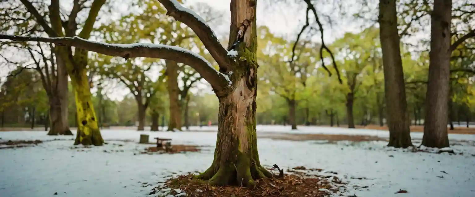 Baumgutachten Falkensee anfordern