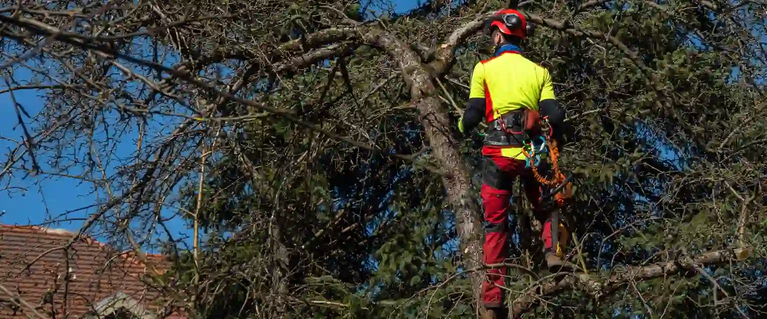 Spezialisierte Baumkürzung