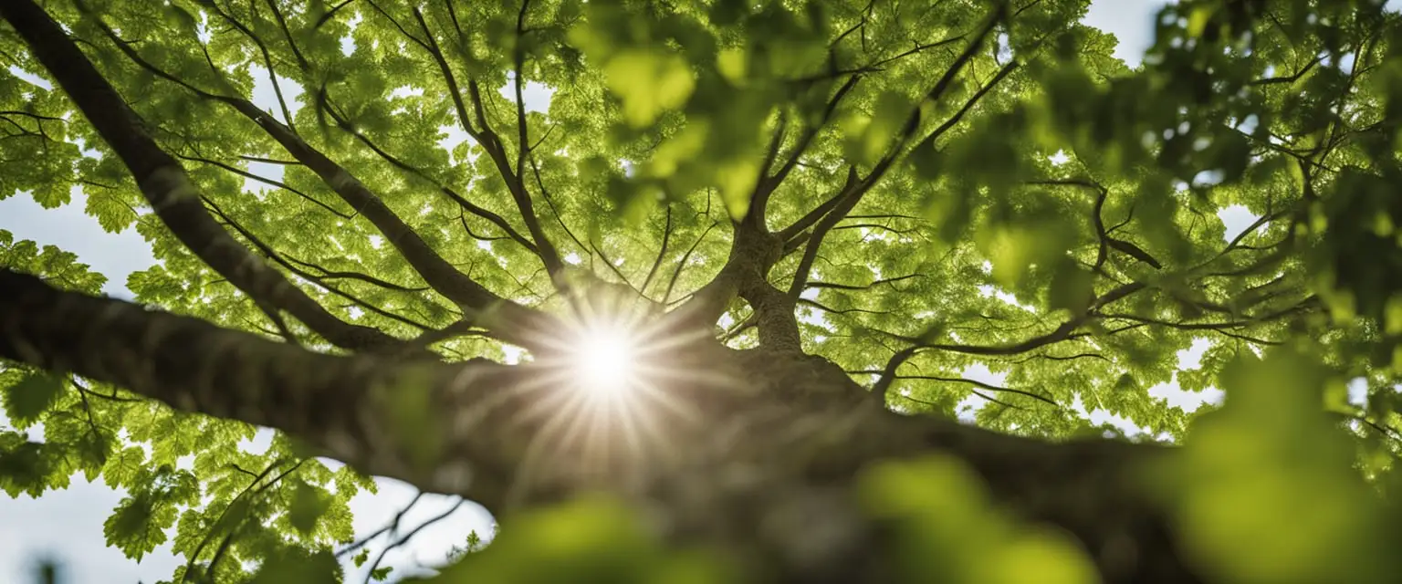 Baumschnitt führt zu mehr Verkehrssicherheit und Standfestigkeit