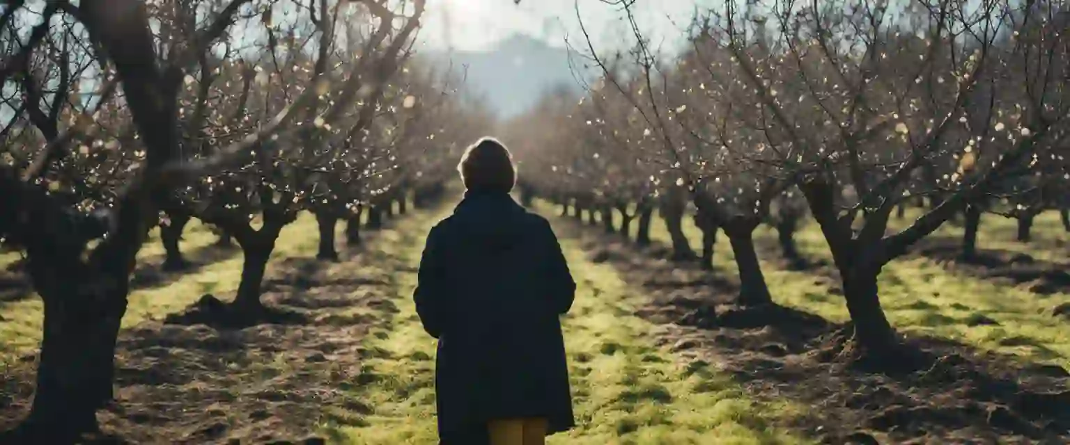 Ein fachgerechter Obstbaumschnitt Falkensee bringt eine bessere Ernte